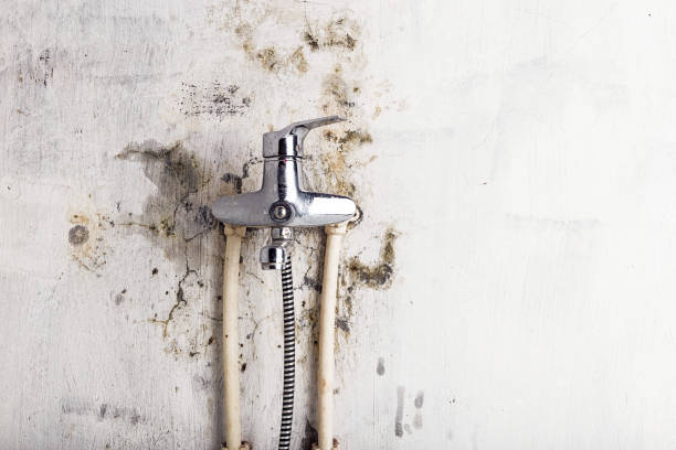 Best Emergency Mold Remediation in Lexington Park, MD
