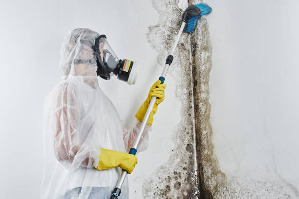 Best Attic Mold Remediation in Lexington Park, MD