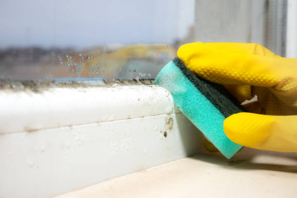 Best Emergency Mold Remediation in Lexington Park, MD