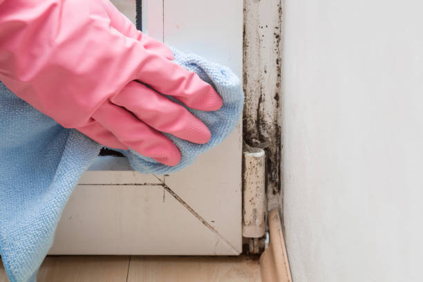 Best Mold Remediation for Specific Building Types in Lexington Park, MD