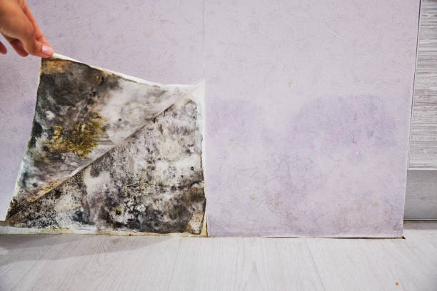Best Kitchen Mold Remediation in Lexington Park, MD